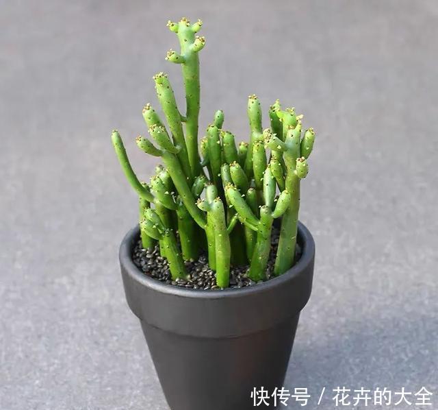 家里养几盆光棍树,清雅又别致,新手也能轻松上手