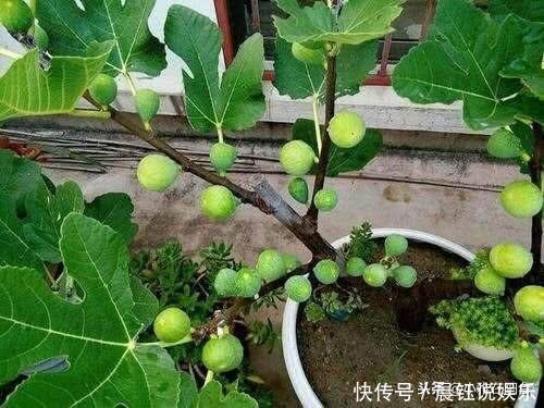 冬季养无花果,一个小技巧,来年长得枝肥叶壮,每个枝上都有果
