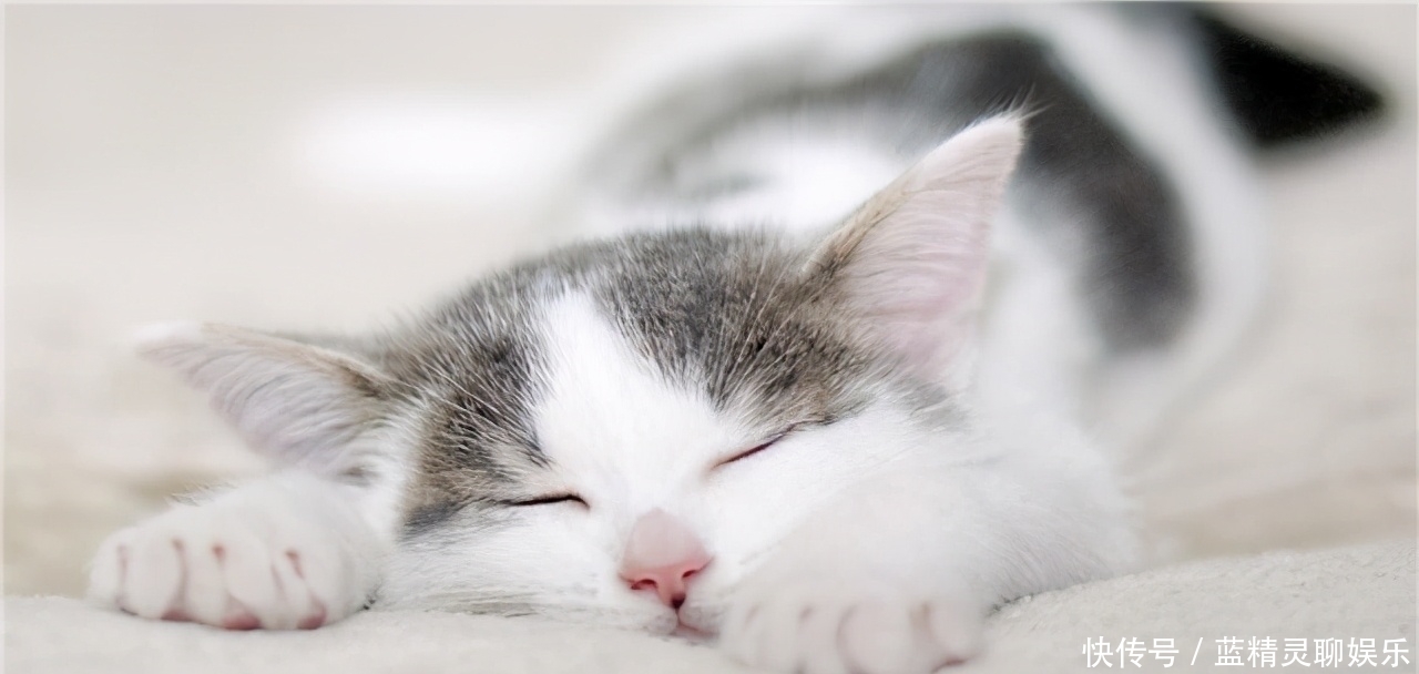 李时珍|猫肉为何不上中国餐桌?其实李时珍早就告诉我们答案,古人已试过