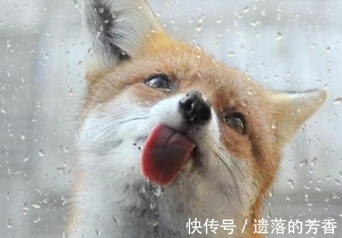 夺冠|开心小赵:你每次比赛都是倒数第一,这次一举夺冠,有什么秘诀?