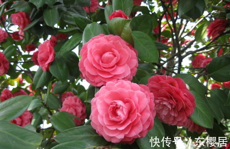 10种漂亮的年宵花,秋天养一盆正当时,绽放整个冬天,你养过几种