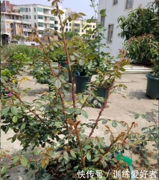 月季呼呼“冒笋芽”,4招护理好,条条枝粗壮,开花成倍翻!