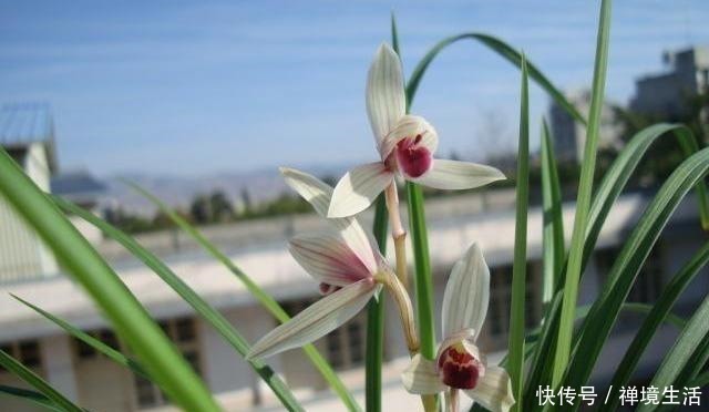 路边看到这“三种花”马上挖回家，花香浓易爆盆，花开一茬又一茬！