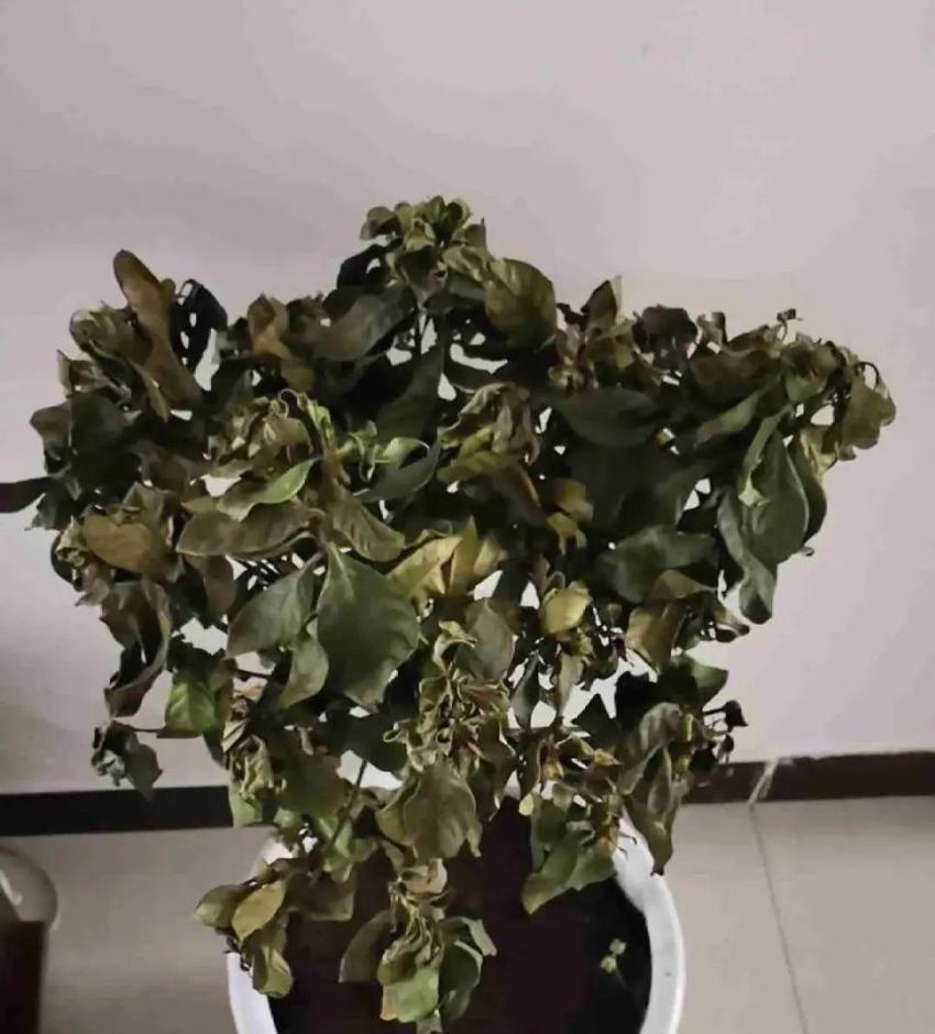 公认的难养花,买一盆死一盆,原来是被动了手脚…