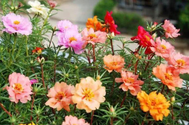 4种花美的出奇，一盆几十块，添绿意清空气，格调品味高！