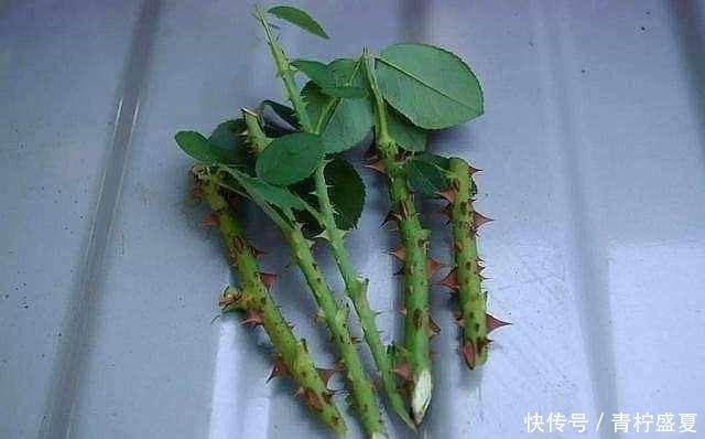 3种花很贵,买不起就不用买,扦插一根枝条,就能开花大半年!
