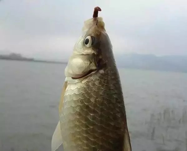 钓饵|冬季野钓，蚯蚓和红虫，哪一个做钓饵效果更好