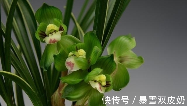 此兰有着“春兰皇后”之美誉,花型新奇,花香馥郁,好易养活