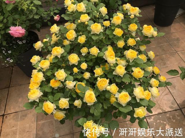 月季出现僵苗怎么办3个简单小方法,新芽花苞蹭蹭冒,开花99朵