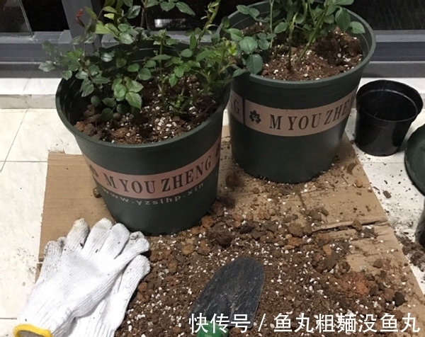 植物|养花为什么要换盆，什么时候换盆，怎么换盆才合适？