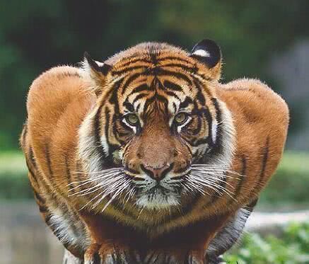 健身|健身和习武练出的肌肉像黄牛和老虎那真的太低估大块头了