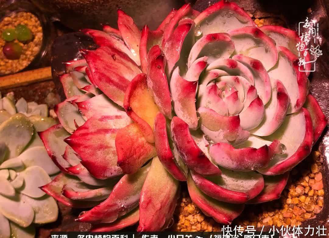 多肉,似星辰大海般的璀璨!