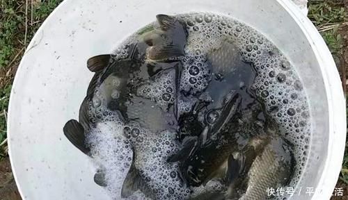 鱼情|野钓大鲫鱼的三种不常规钓法,在这些鱼情中使用,效果好得出奇!