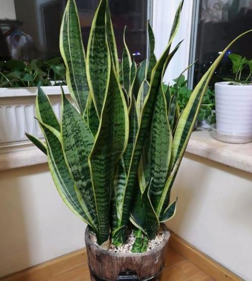 7月室内盆栽虎皮兰，不想它茎叶枯萎，养护就得注重这3细节