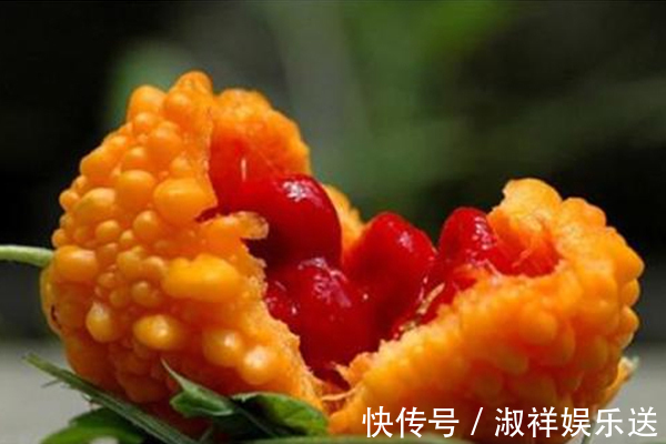 女人|它和苦瓜相似,长相丑陋,却能帮助女人清洁子宫,远离妇科炎症!