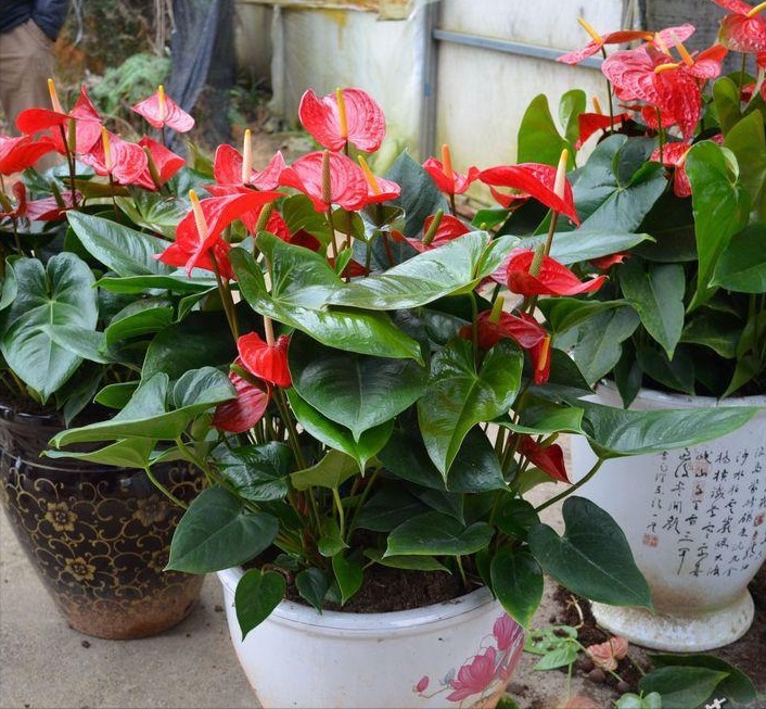 家里采光差,还想养花5种“耐阴花”,不见太阳,也能四季开花