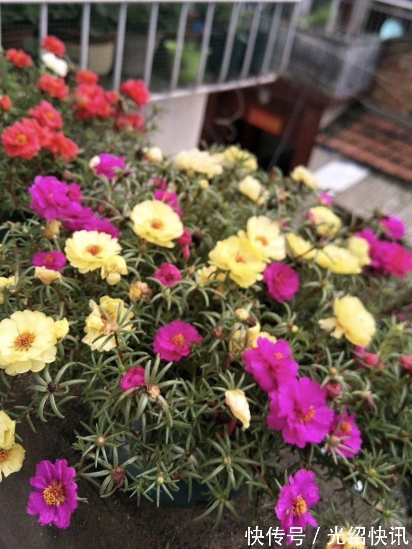 家庭养6种花“要当心”,容易出现“生物入侵”,天天起来要清理