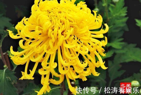 喜欢菊花不妨养“它”花姿金凤起舞，金光闪闪，还能“长刺”