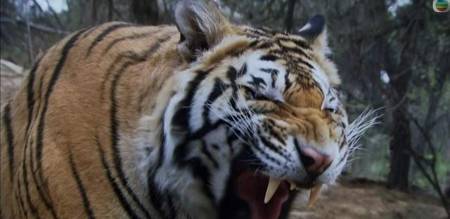 武松|论胆大心细和勇猛,武松和石秀谁更胜一筹