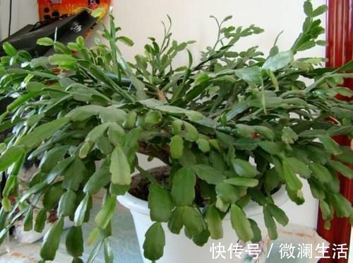 自从学会用蛋壳养花后，家里再没掏过一分钱买肥料