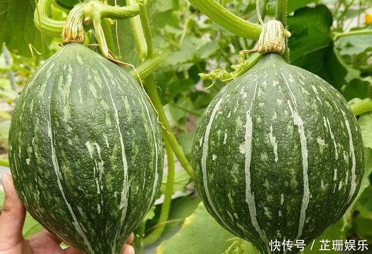  生长期短，收益高，这款农产品可是不容错过的“潜力股”