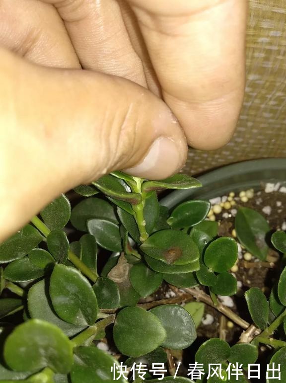 多菌灵用处大,养花离不了,防烂根黄叶,便宜又好用,养花一级棒