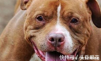世界前五凶犬 藏獒排不上号 排名第一的连主人都咬 快资讯