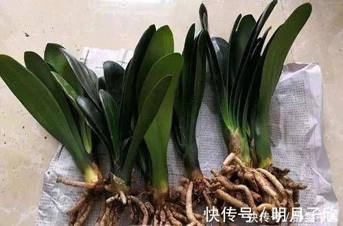 养分|给花换盆后,3件事不能做,不然难服盆,还长不好