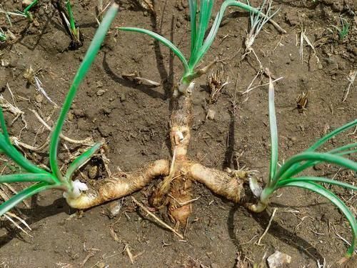 本草纲目|有一味滋阴润燥的中药，李时珍说它“上则清肺，下则润肾”