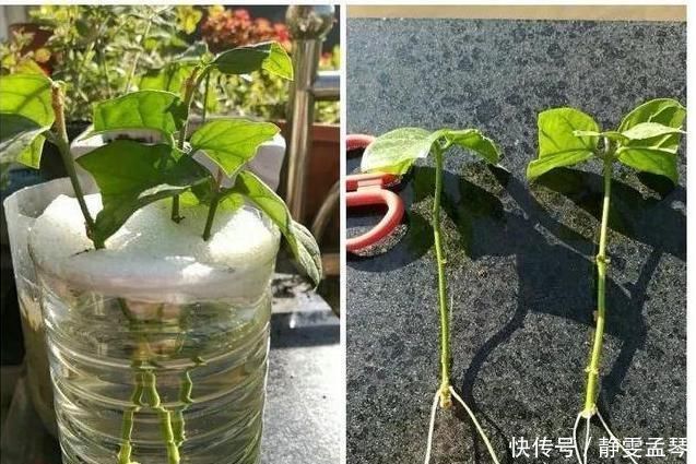  开花|养茉莉花，掌握这5个“小窍门”，一年能开四岔花，简直是“开花机器”