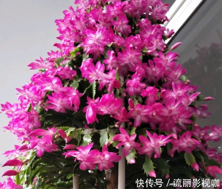 蟹爪兰爱吃“糖”,7天1次,花苞冒出来,满盆都是大花朵!