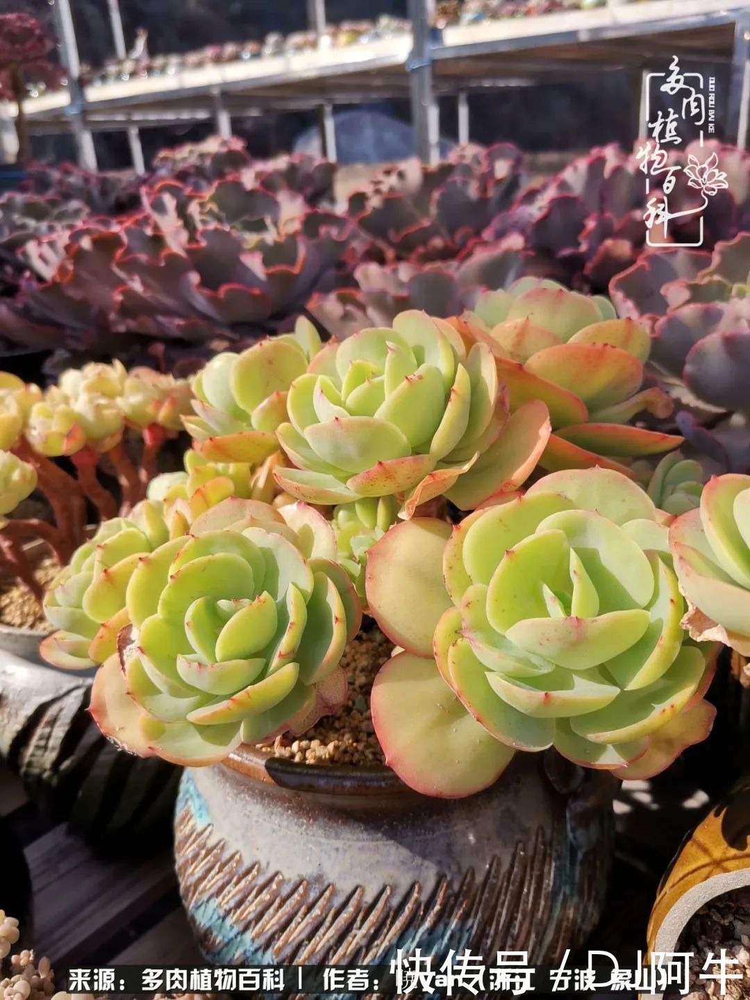 入多肉坑八年,始于初心,一切但求无愧于心