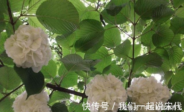 院子|有院子不能错过的3种花,冬天养,明年春开花!