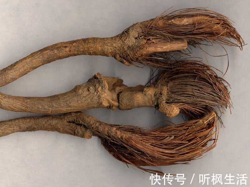 中华本草|农村这野草满身是刺,狗见了转身就跑,少有人知道它的价值很高