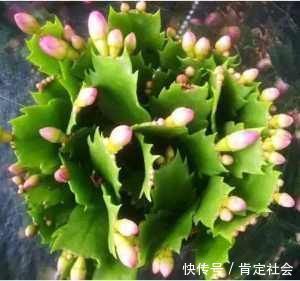 施肥|夏天养“蟹爪兰”4秘诀,叶片肥厚蹭蹭长,到了秋季就开花,管用