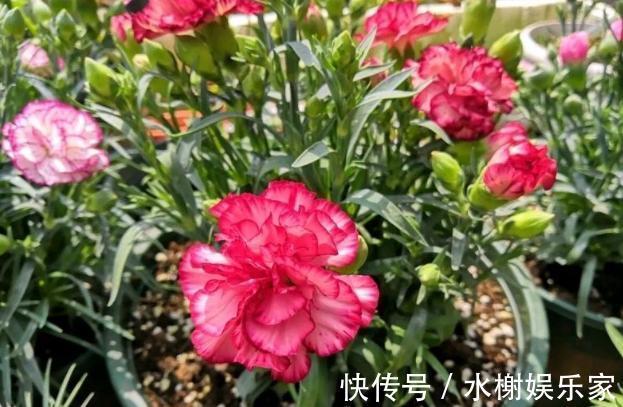 长寿花|到了冬季就盆栽这7样花卉,耐寒能力强,开花美丽又喜庆