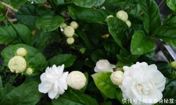 茉莉花|新手扦插茉莉花，用个“大油桶”，7天就生根，成活率100%！