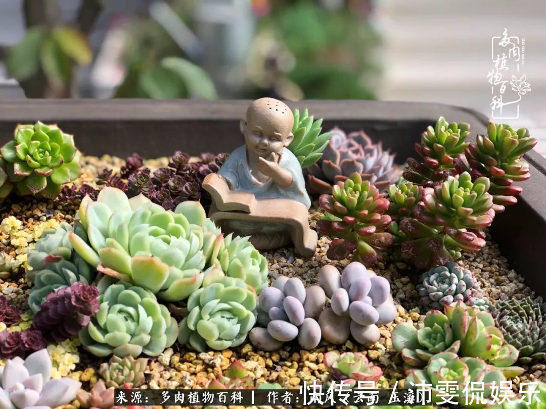 深秋里,种多肉、赏多肉、会肉友,马不停蹄快乐多!