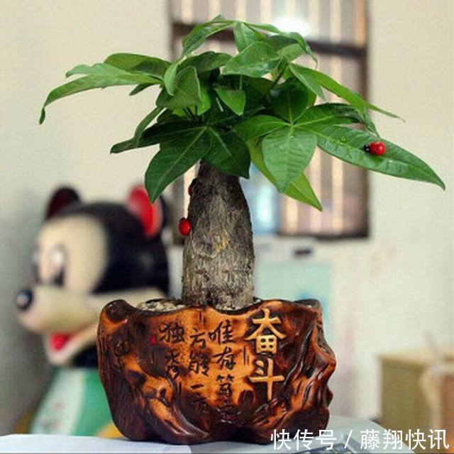 盆里加上“黄金豆”，叶片油亮亮，烂根黄叶都没有，发财树真好养