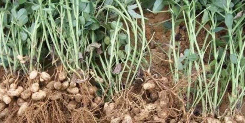 花生和此物一起吃,是天然的“阿司匹林”,血