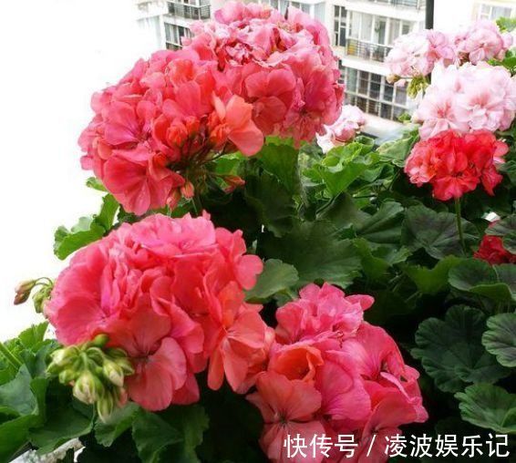 4种花很漂亮,好养易活能爆盆,比牡丹美,比绿萝好养