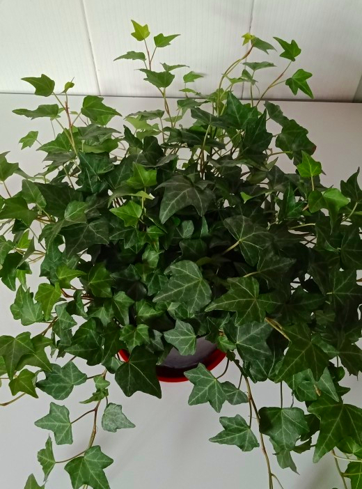 吊兰|新房净化空气5种花不容错过,好养活,吸收有害气体能力强