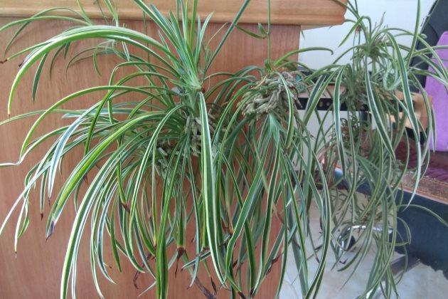 养分|吊兰怎么养才能更佳旺盛,花友们值得一看