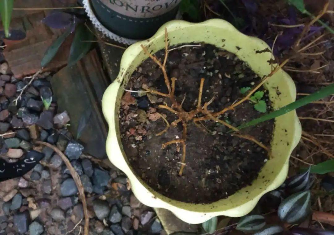 花成了光杆司令,剪一刀撒点药,很快冒新芽