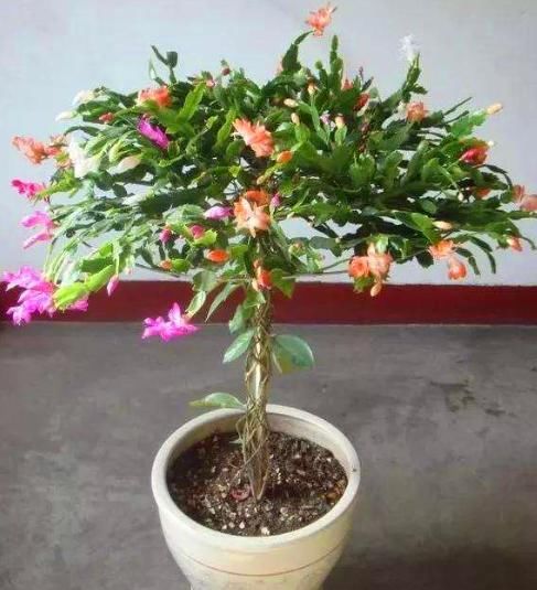 生活中有3种“黑东西”,都是养蟹爪兰的“好宝贝”,养1盆爆1盆