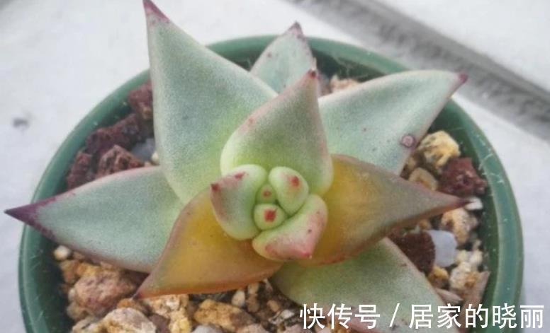 夏季|多肉乌木夏季容易化水?小心这3点,打响防护的“第一枪”