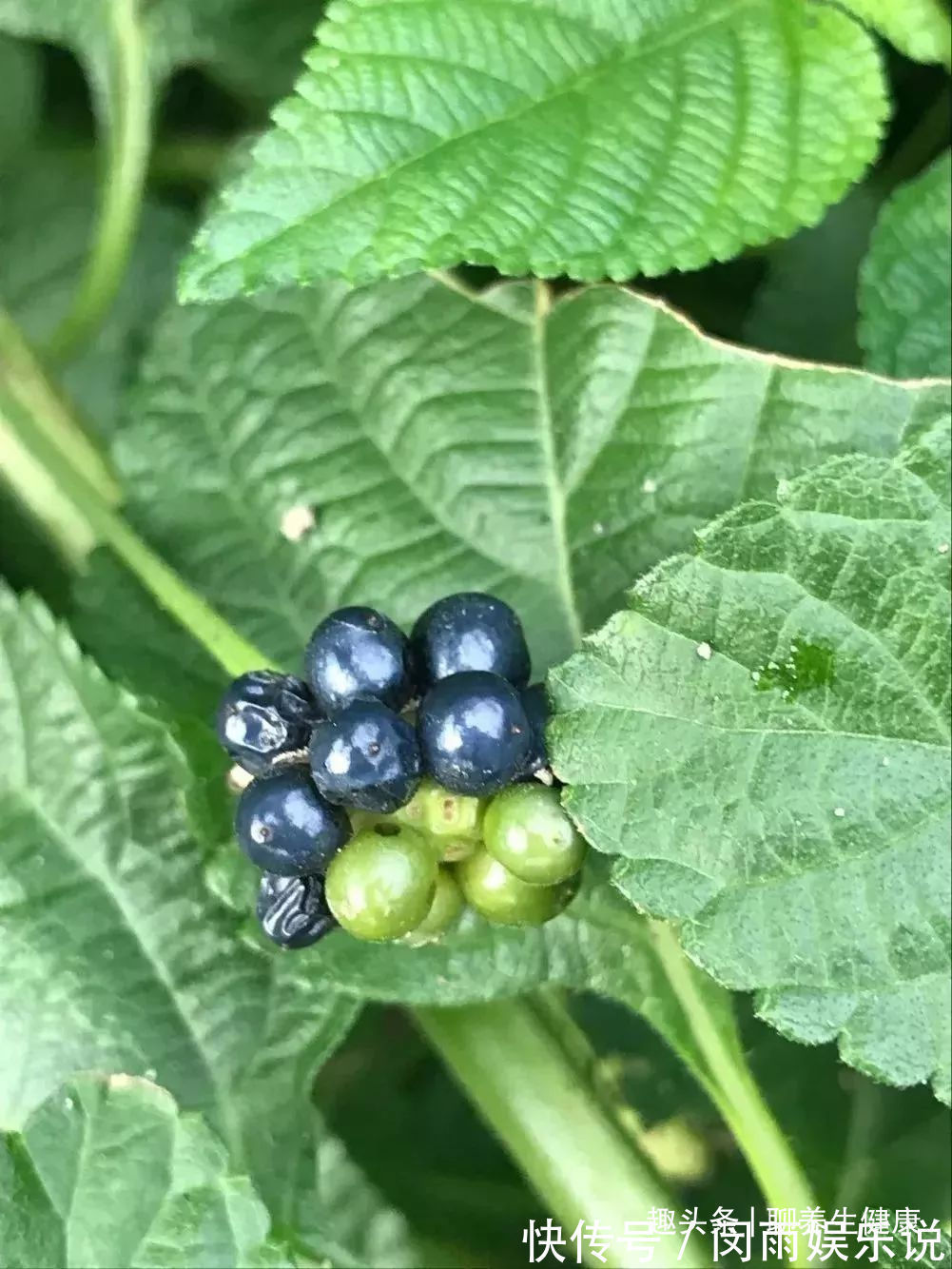 五色梅|一种野外常见的草药，内服外用皆是良药，7种妙用能治身体7大病症