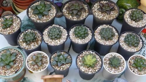 漂亮|封闭阳台养什么多肉最合适，老花友诚心推荐这12款，省心又漂亮