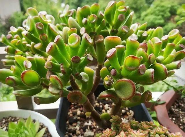 1种“玉树”大家都叫“吸财树”,叶子好看,一到秋天就“上色”