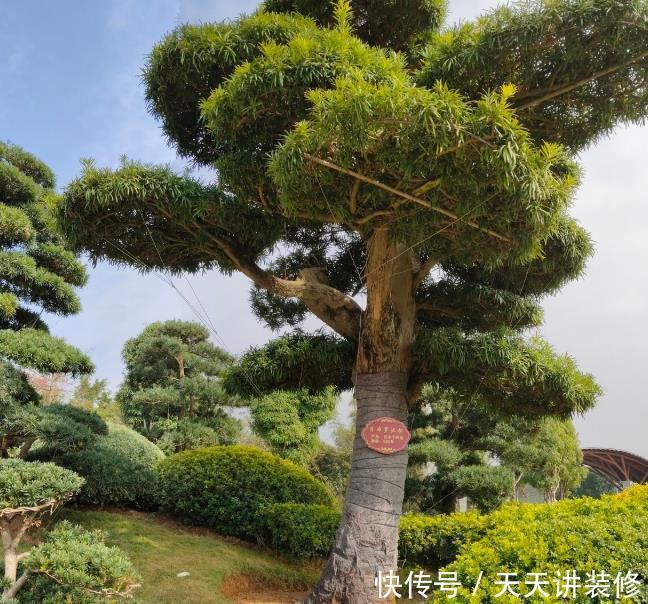 家中若有带院子的房子，建议栽种3种观赏树，小投入，大收获